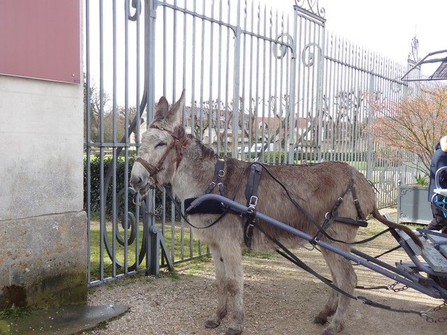 carnaval 2023 (53).jpg